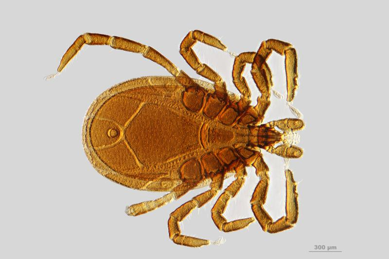 Ixodes ricinus mâle adulte